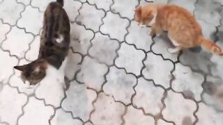 "I left food for the cats I saw on the street," he said, "and they ate it with relish."