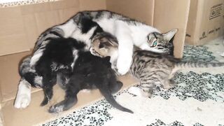 I filmed a mother cat breastfeeding her kittens.