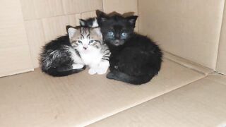 When the kittens saw me, they came out of the nest.