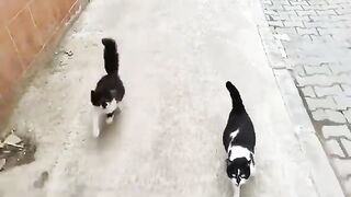 Two identical black and white spotted street cats.