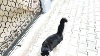 Food was left out for stray cats, and the cats came and ate the food when they saw it.