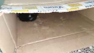 We adopted the mother cat and her three kittens.