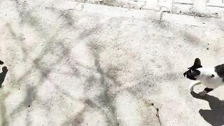 Street cats both ate and enjoyed the sunshine.