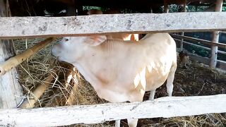 calves