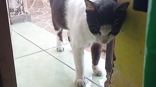 Meoow