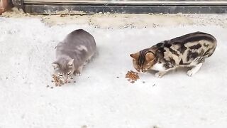 A gray street cat and a mixed-color street cat had their bellies filled.