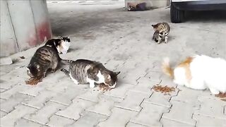 The stray cats waiting under the bridge had their bellies filled.