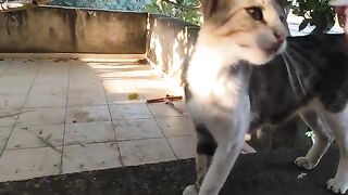 I love street cats very much; enjoy your meal.