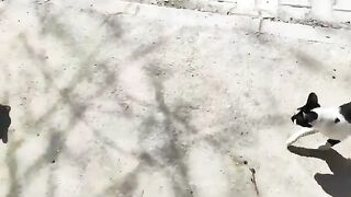 I love stray cats very much and I fed them all.
