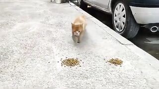 Bon appétit to the street cats. 2
