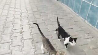 Street cats will jump on you when they see you, whether they're hungry or full.