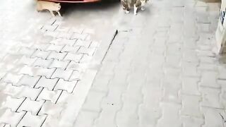 The orange cat and the piebald street cat ate together.
