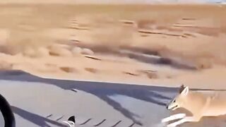 Burung roadrunner vs hewan koyote