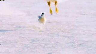 Burung roadrunner vs elang