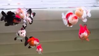 Cute fish 2