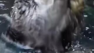 A Lontra Que Carrega Suas Próprias Ferramentas! 😱