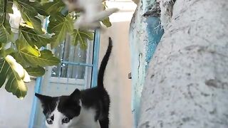 Bon appétit to the street cats. 3