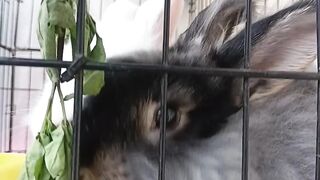 Funny bunny 4