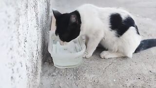 Sweet pirate cat.