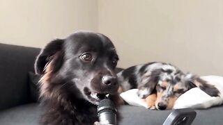 funny dog singing