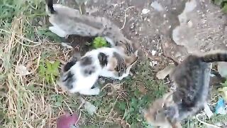 Cats that practically attack the food.