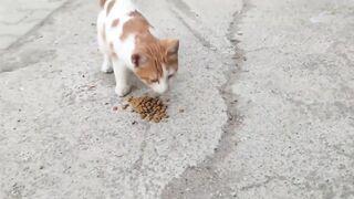 A cute orange cat.