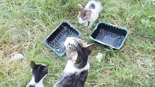 Cats who like milk.