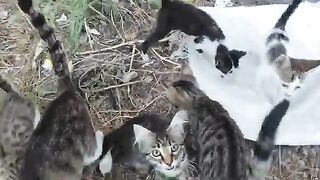 I love my street cats very much.