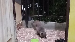 Cats almost scratch each other