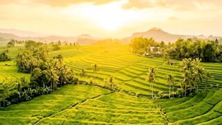 Golden Glow Over Rice Terraces