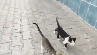 My cats were very hungry; they practically attacked the food I had in my hand.
