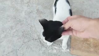 The pirate cat was hungry and waiting for me.