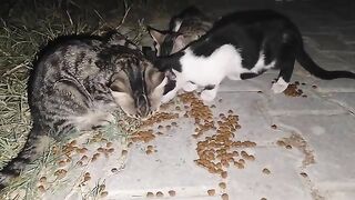 My nighttime activity is feeding stray cats.