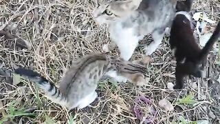Enjoy your meal, my little lions