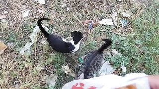 My street cats had more food than they could ever want today.