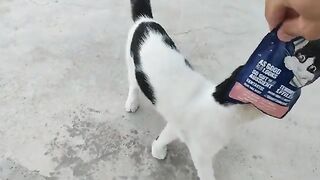 I gave the pirate cat a treat and she ate it with pleasure.