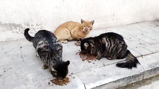 Two black cats, one yellow cat, bon appetit.