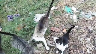 I was trying to feed the stray cats when they attacked my hand.