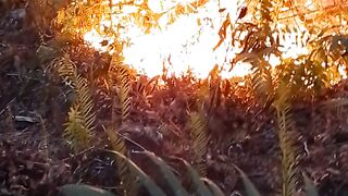 Wildfire Burning Through Dry Vegetation