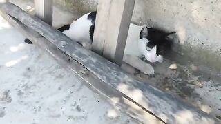 The pirate cat purrs when it sees other cats.