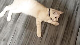 Catlovers 2