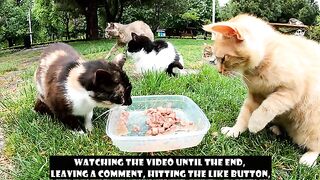 The other cats watch in amazement as the cat eats with its paws.