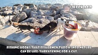 The happiness and joy that come from saving an injured cat are priceless.