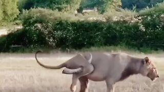 Animals messed with the wrong opponent #facts #animals #animalfacts