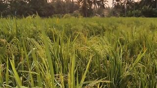 Sholawat 🌾🌾🌾