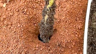 Can These Fire Ants Drive Out a Centipede