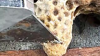 Amazing new queen just newborn from queen cell #honey #insect #nature #animal #farming