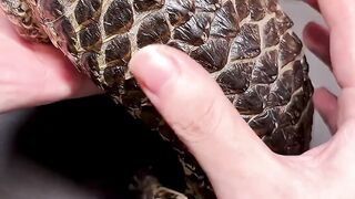 The Most Satisfying Shed You ll Ever See! #pineconelizard #shedding #reptiles