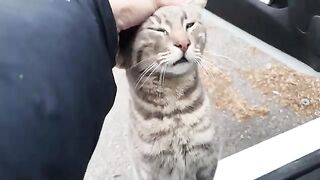 All the stray cats in the city recognize my car and excitedly jump straight into my arms.