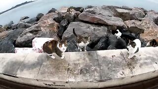 No Stray Cat Should Sleep in the Rain, So I Built Them Homes